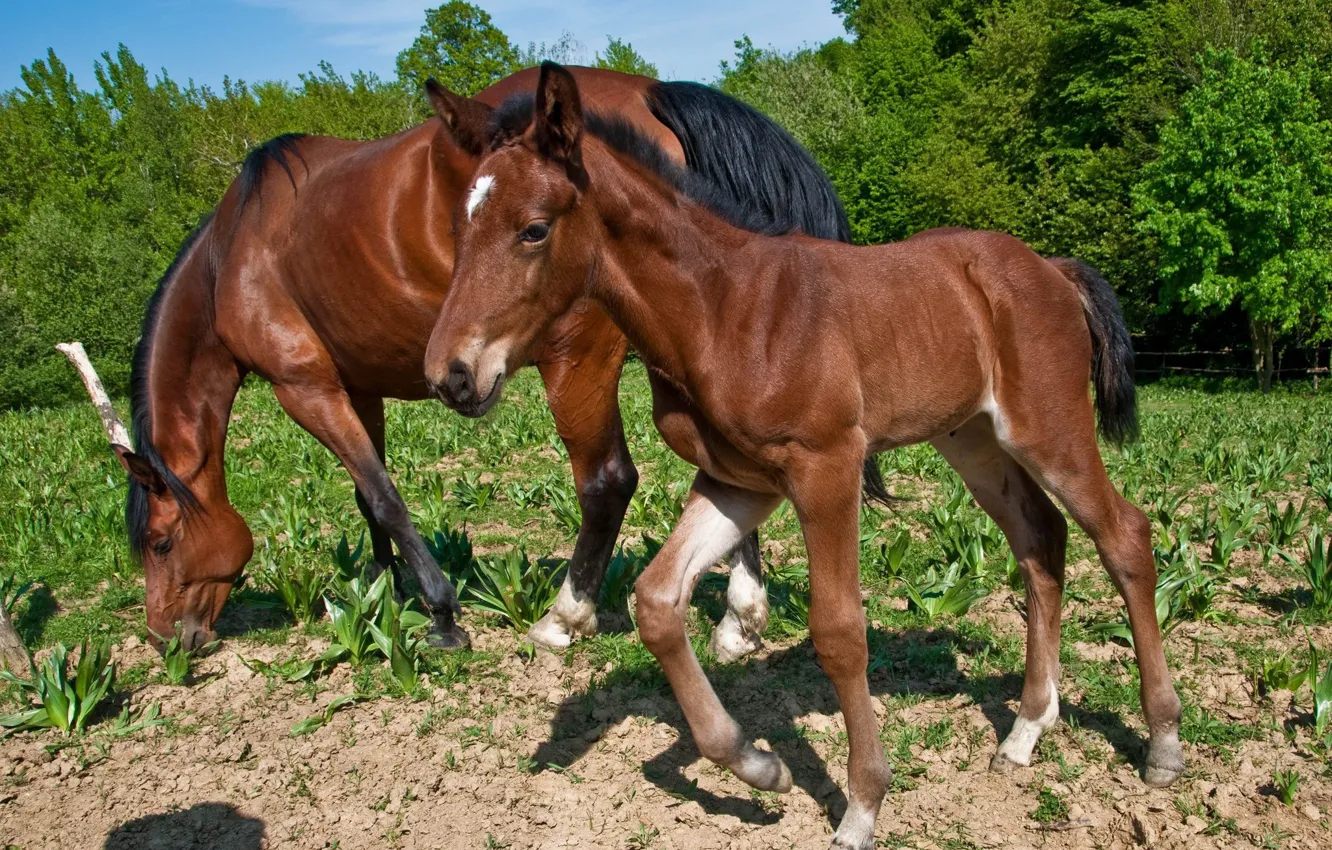 Фото обои поле, лошади, жеребёнок