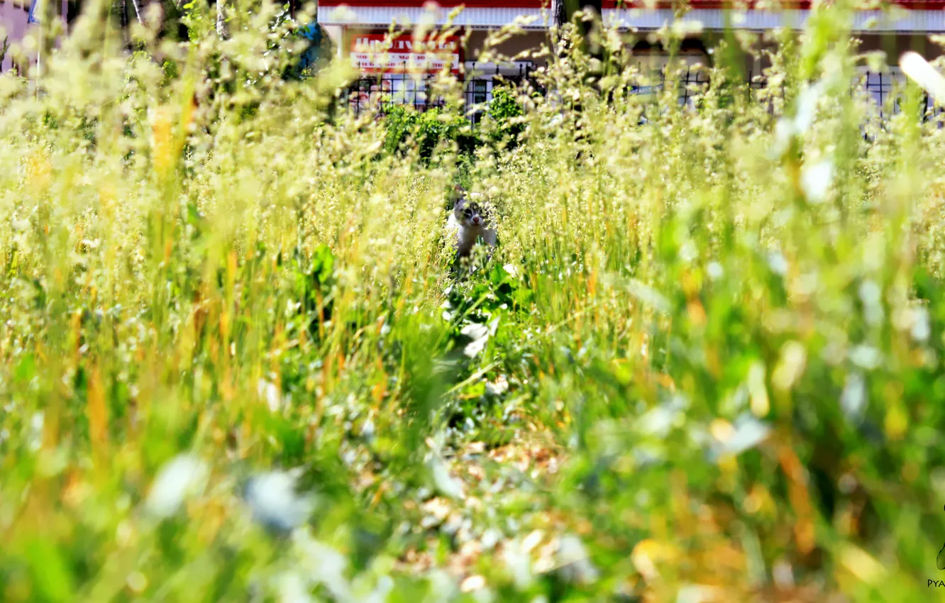 Фото обои кошка, животные, трава, кот, Природа, Pyatkov_Denis