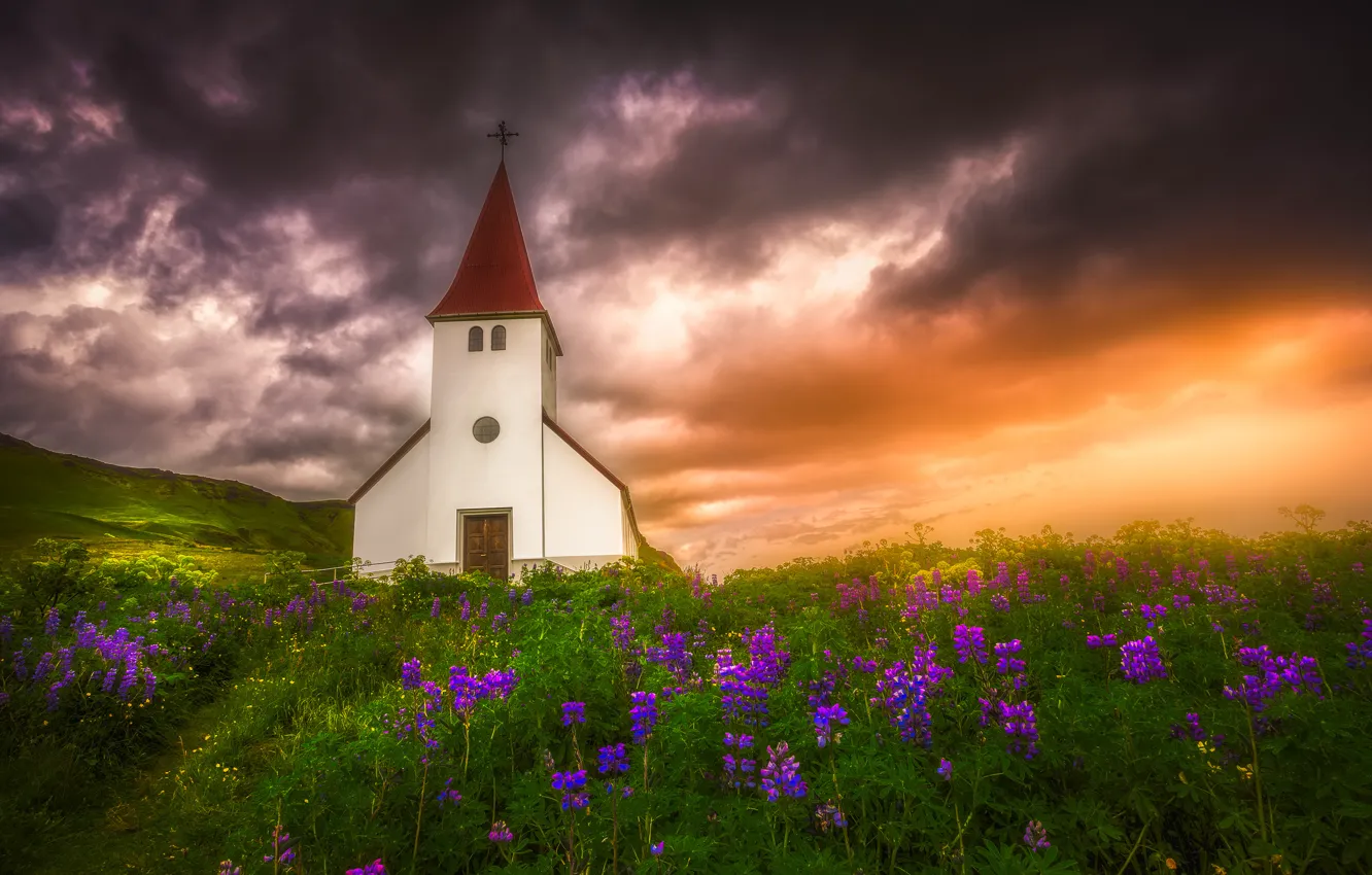Фото обои закат, цветы, луг, церковь, Исландия, Iceland, люпины, Вик