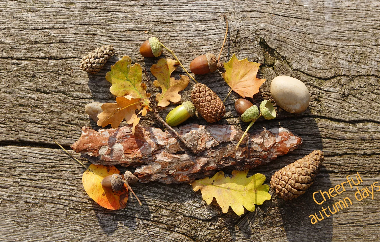 Фото обои осень, листья, кора, шишка, желудь, веселые дни осени, cheerful autumn days