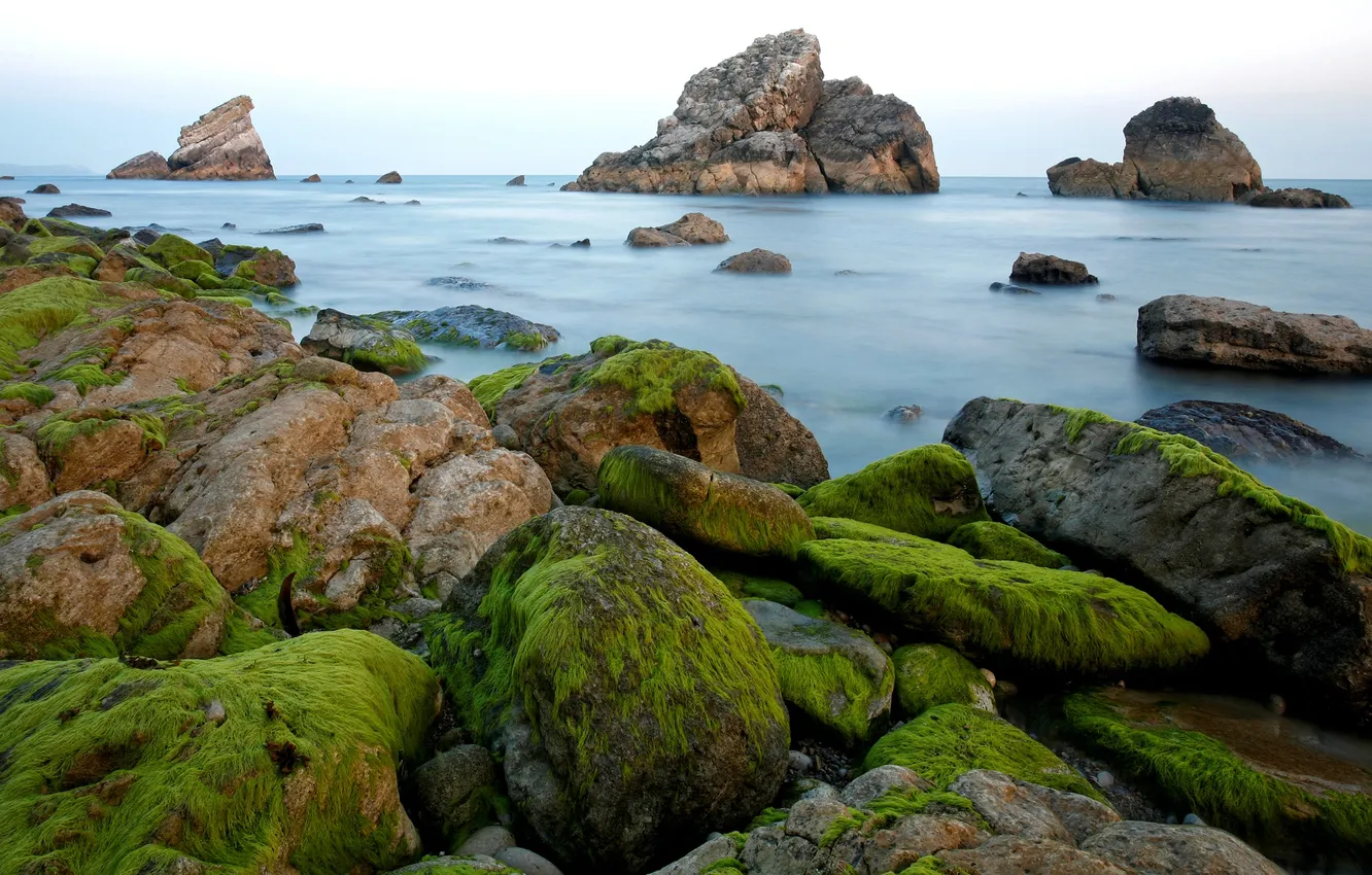 Фото обои rocks, shore, Sea, moss, algae