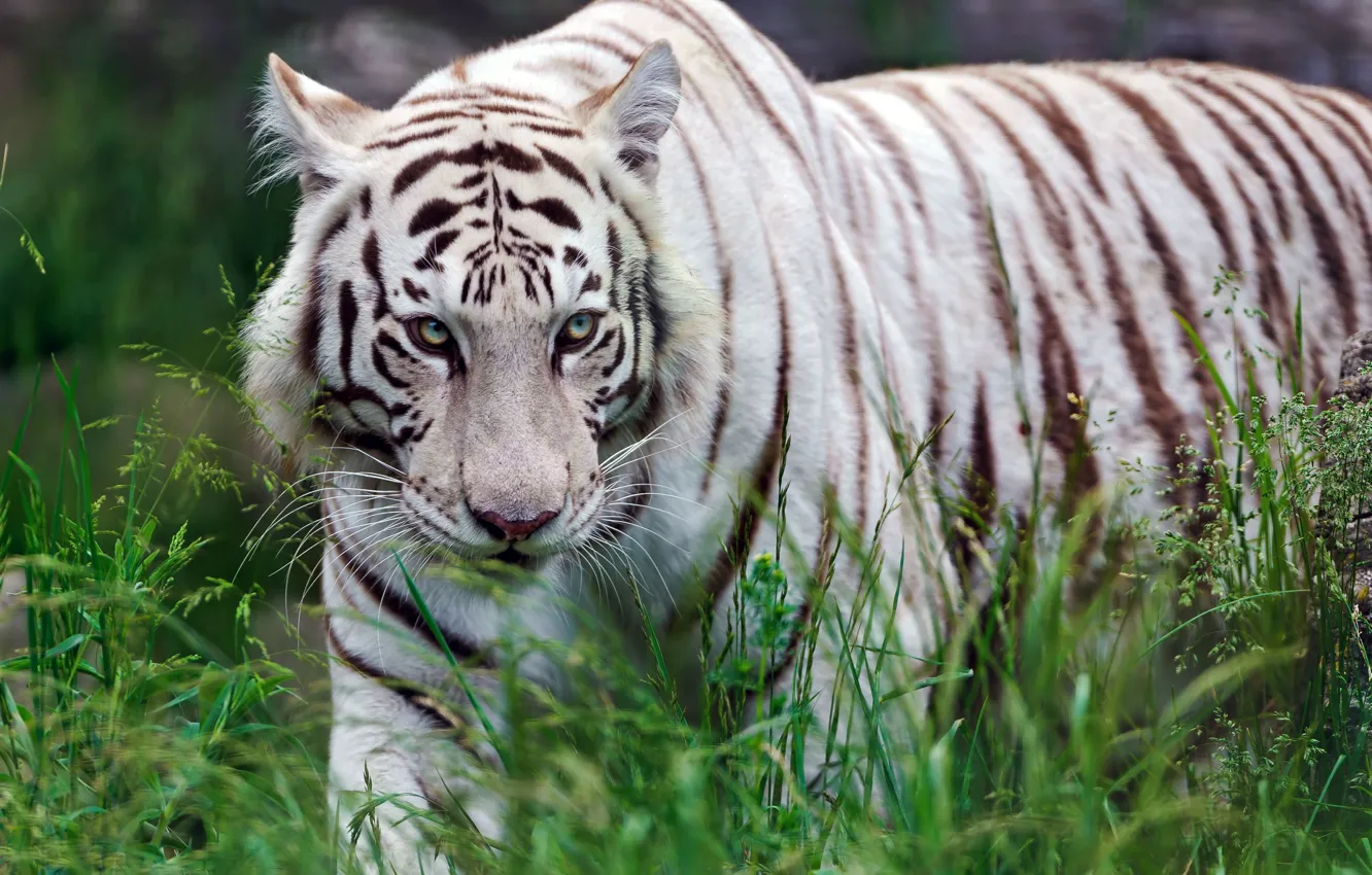 Фото обои трава, хищник, белый тигр