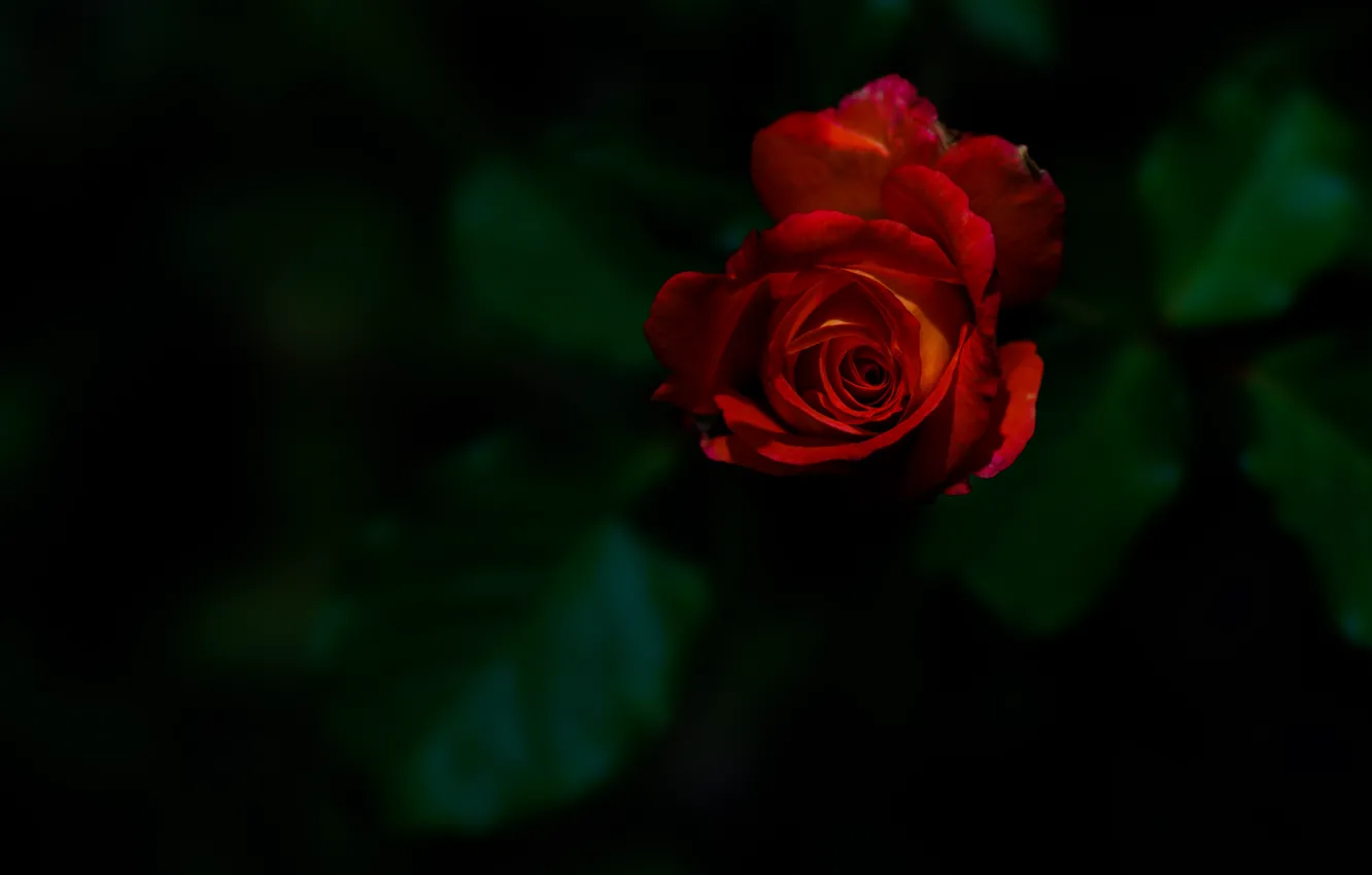 Фото обои роза, бутон, красная роза, тёмный фон