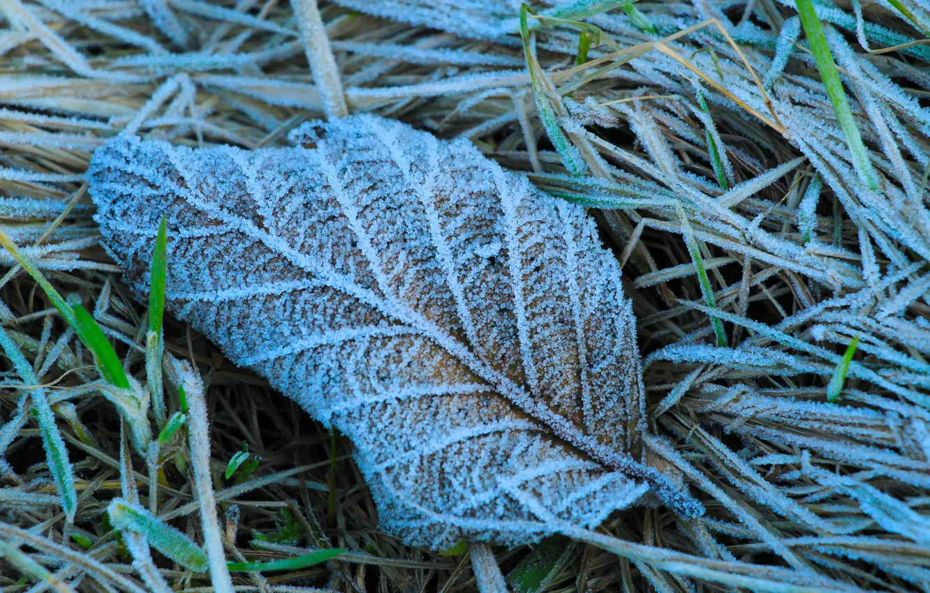 Фото обои frozen, leaf, hoarfrost