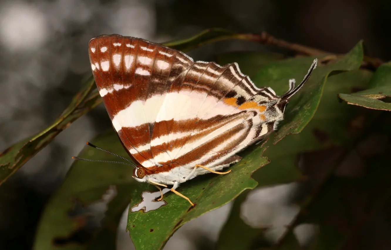 Фото обои макро, бабочка, серый фон, крылышки, усики