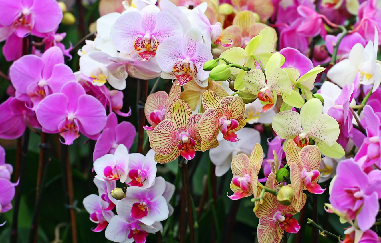 Фото обои цветок, цветы, природа, букет, орхидеи, орхидея, фаленопсис