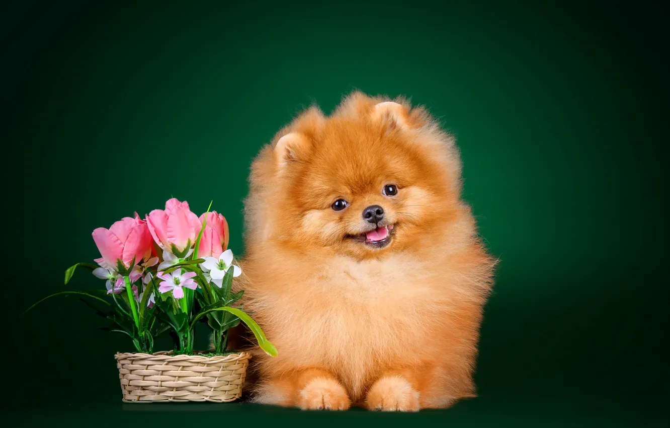 Фото обои цветы, фон, собака, пушистая, няшка, шпиц