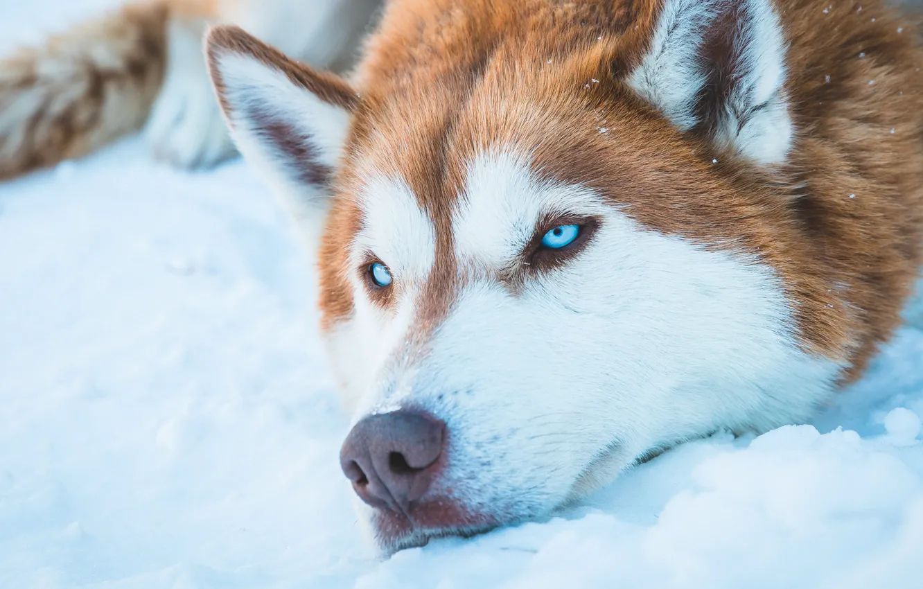 Фото обои dog, blue eyes, snow, animal, Husky, fur, Siberian Husky, snout