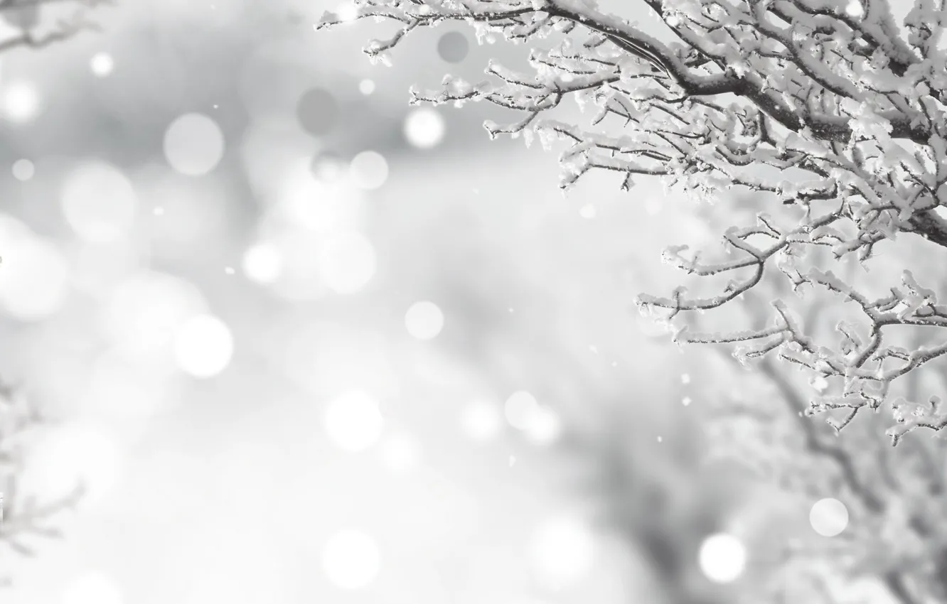 Фото обои зима, иней, снег, ветки, чёрно-белое, winter, snow