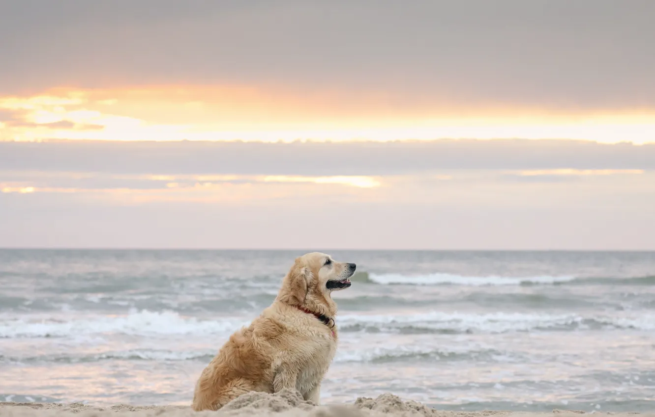 Фото обои море, друг, берег, собака