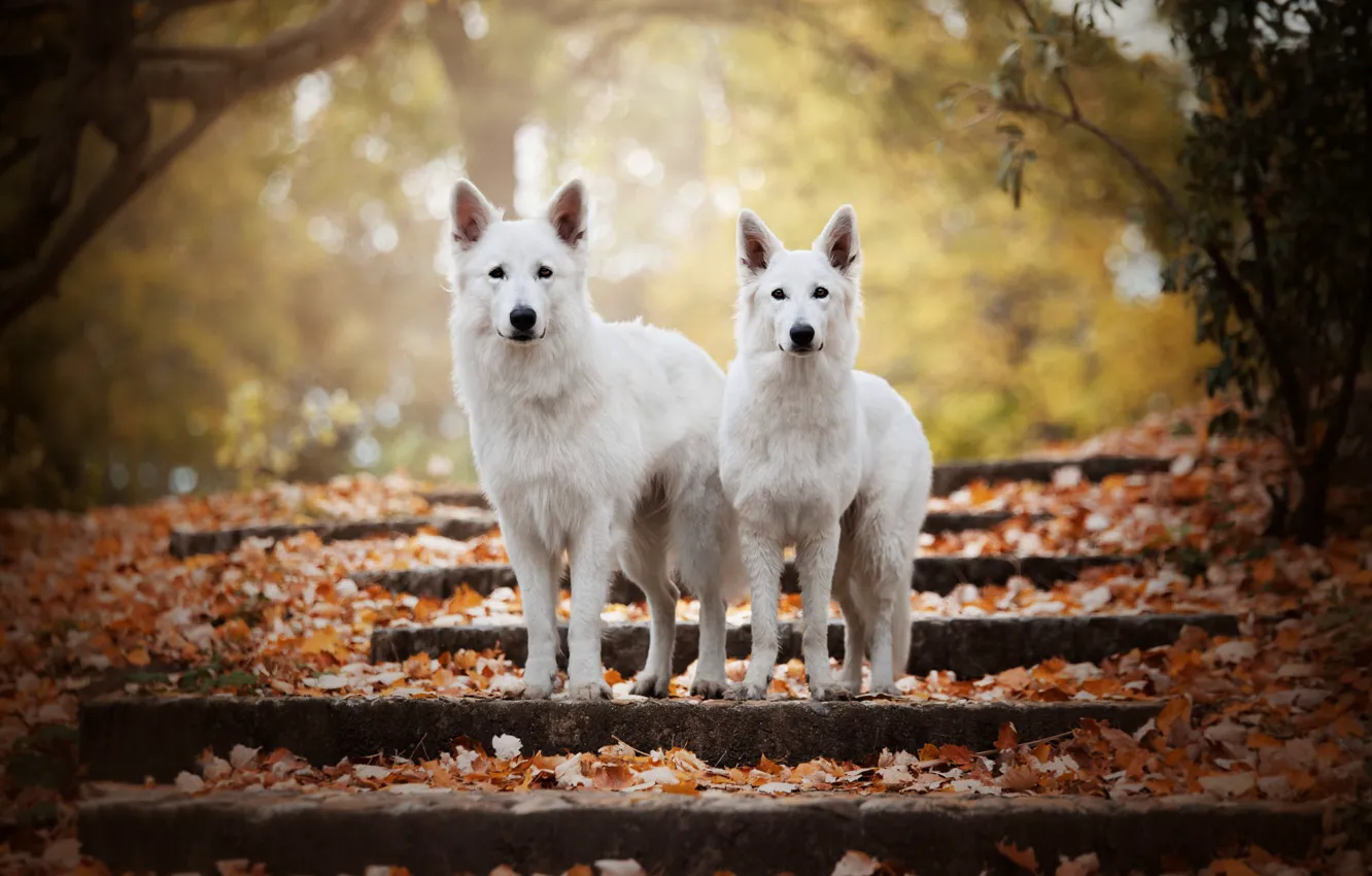 Фото обои осень, собаки, взгляд, морда, листья, свет, ветки, природа