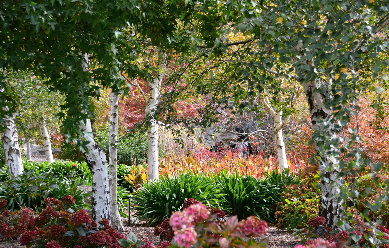 Фото обои деревья, цветы, сад, Австралия, кусты, Mayfield Garden, Oberon