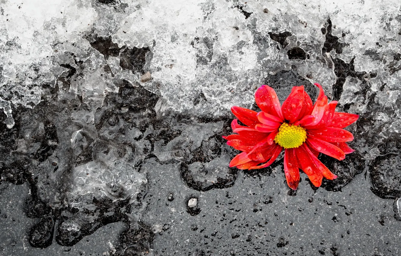 Фото обои зима, цветок, лёд