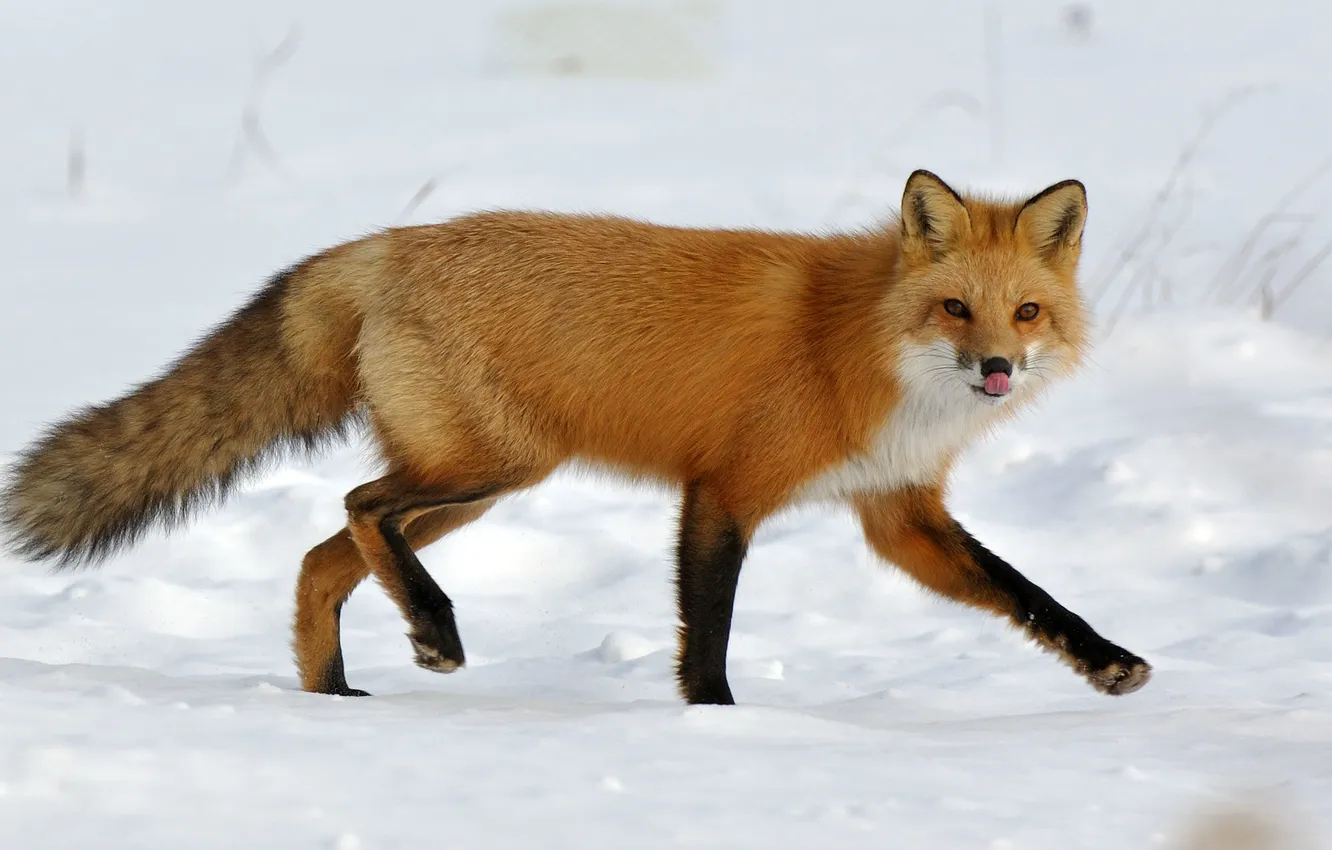 Фото обои язык, снег, лиса, лисица