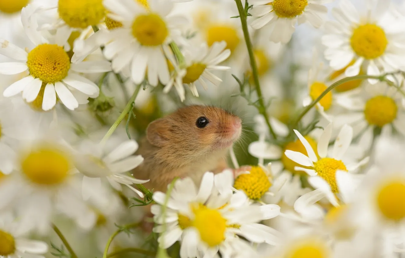 Фото обои цветы, ромашки, Мышь-малютка