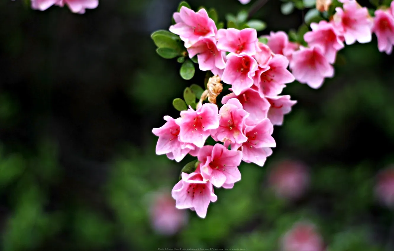 Фото обои розовые, колокольчики, Pink Flowers