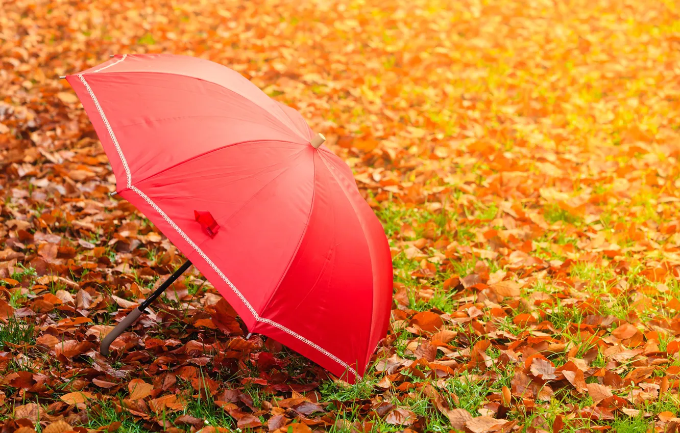 Фото обои осень, листва, зонт