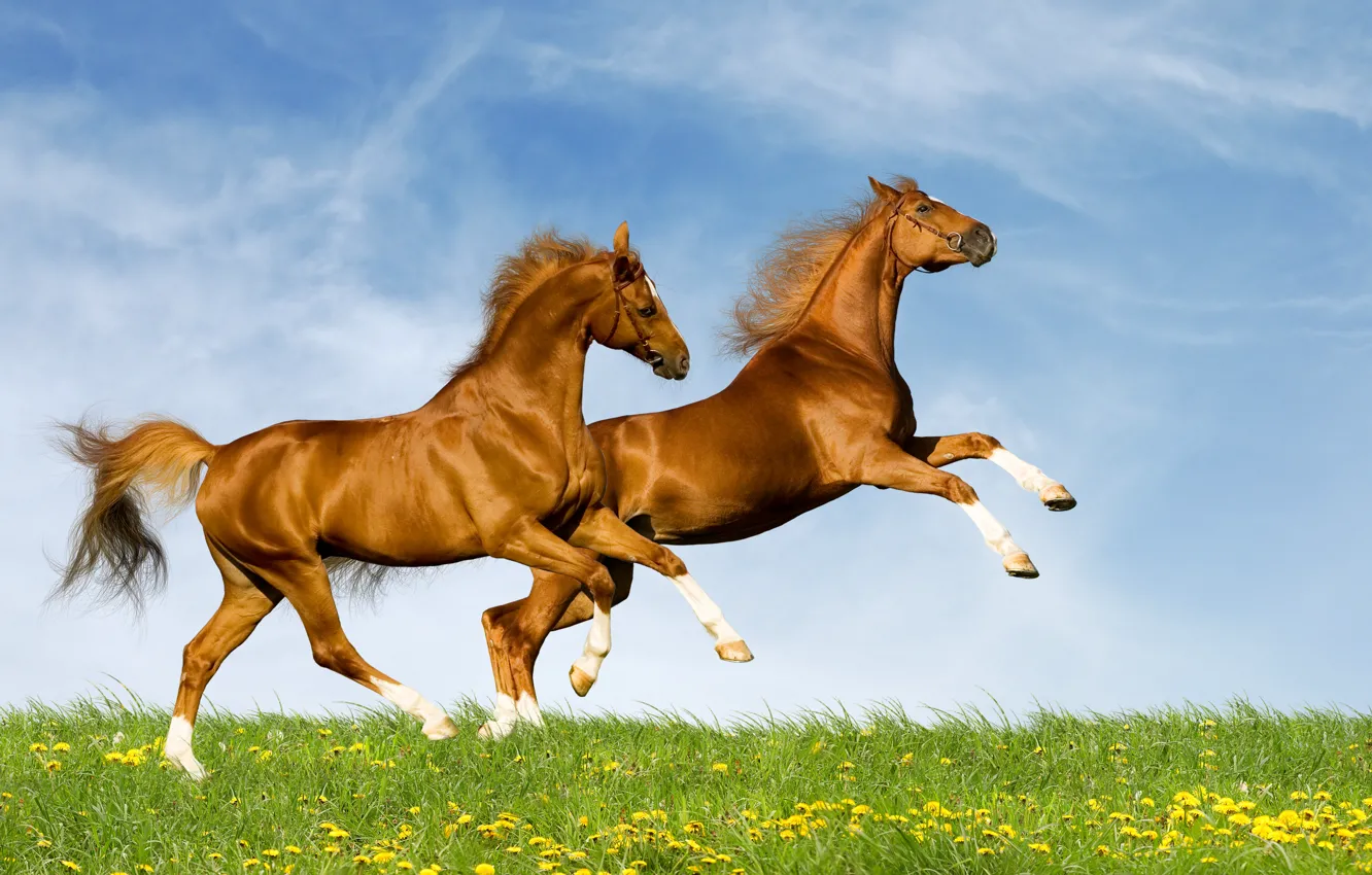 Фото обои зелень, лето, природа, лошади