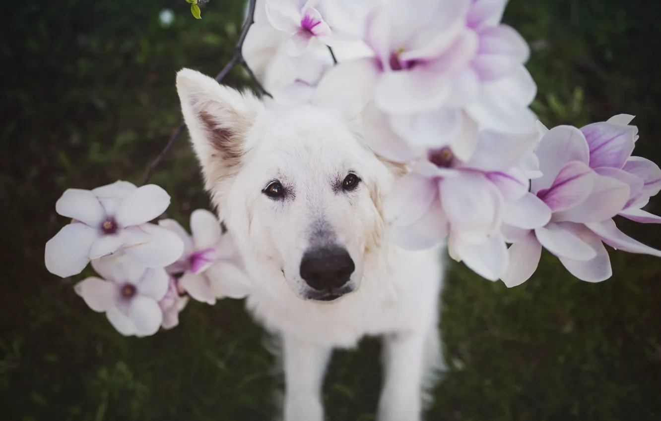 Фото обои цветы, собака, Nanook