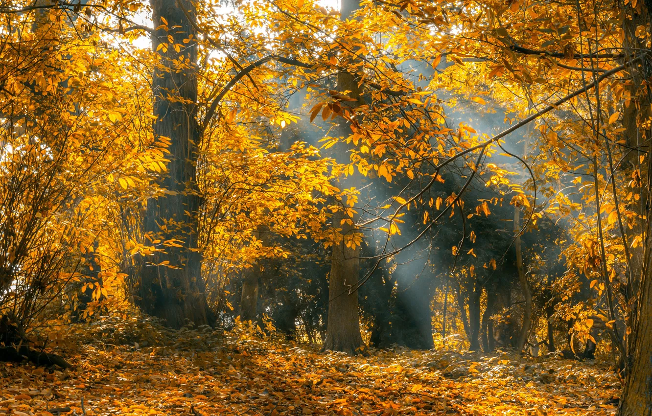 Фото обои осень, лес, свет, ветки, туман, парк, листва, желтые