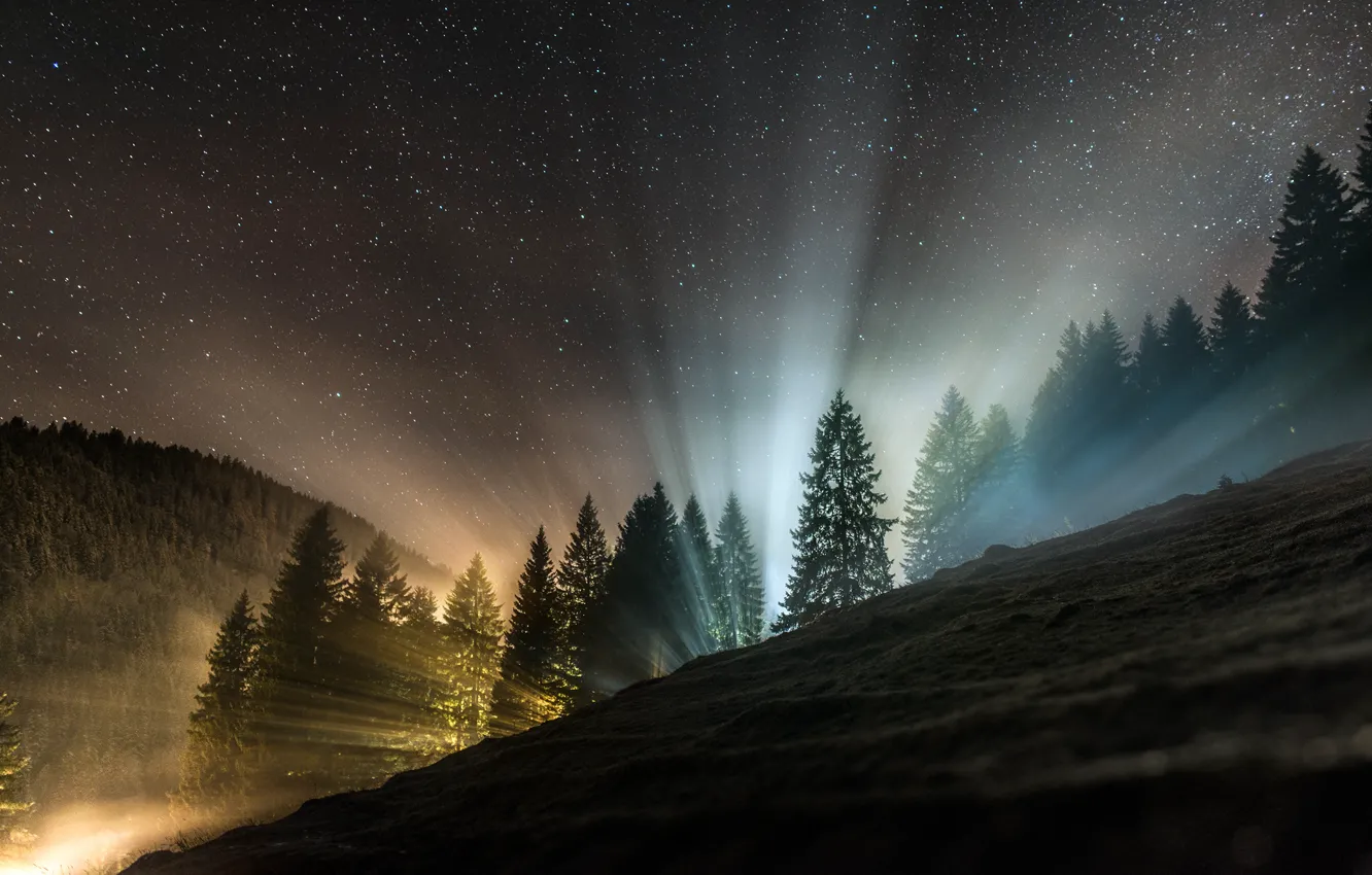 Фото обои лес, свет, ночь, природа