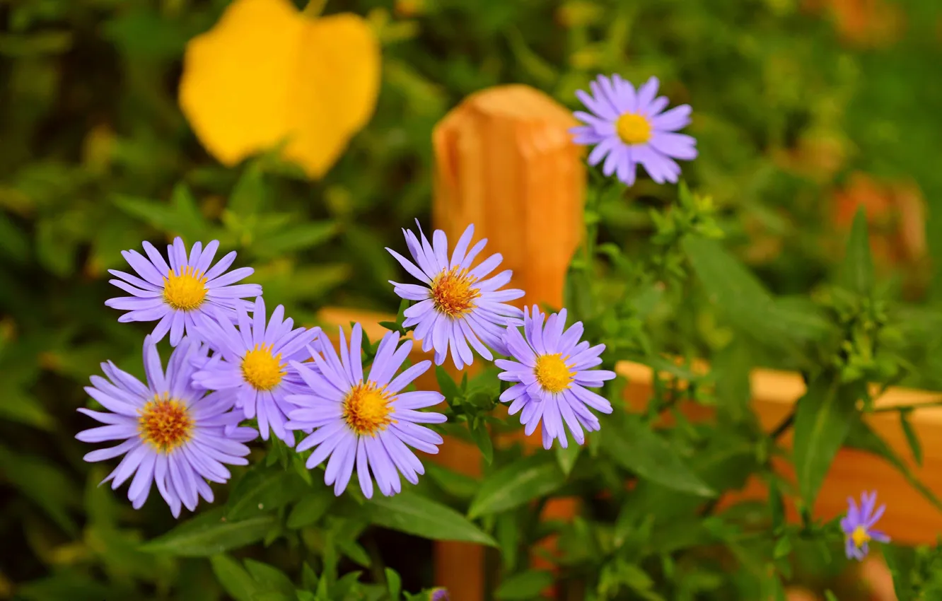 Фото обои Цветочки, Фиолетовые цветы, Purple flowers