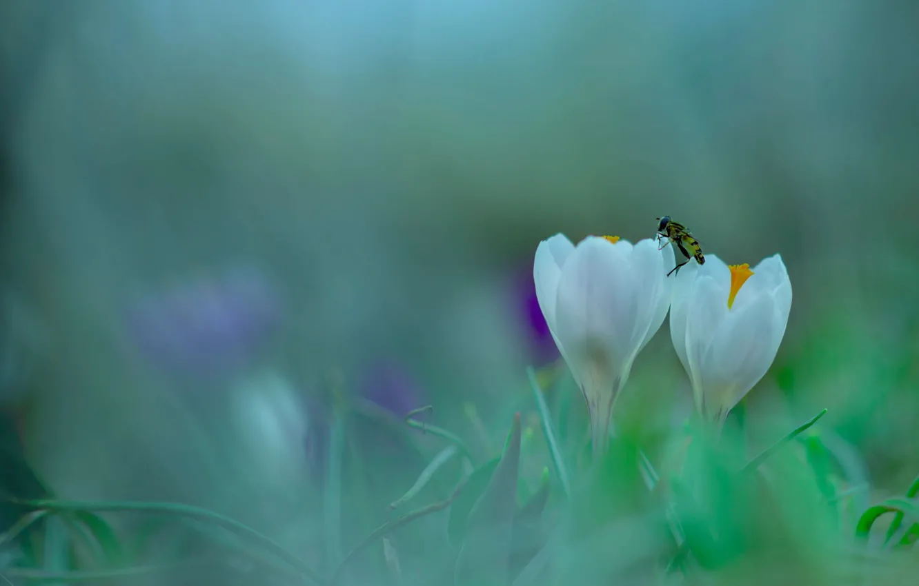 Фото обои цветы, весна, крокусы, насекомое, белые