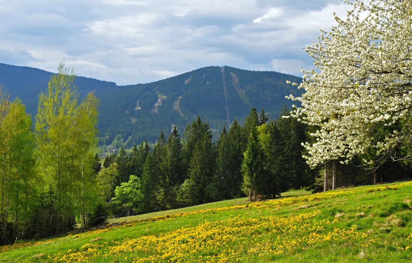 Фото обои поле, лес, горы, весна, Чехия, Шумава, narodni park Šumava, Železná Ruda