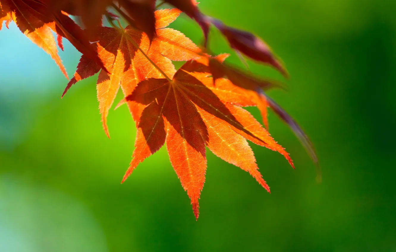 Фото обои осень, листья, ветки, Макро, клен