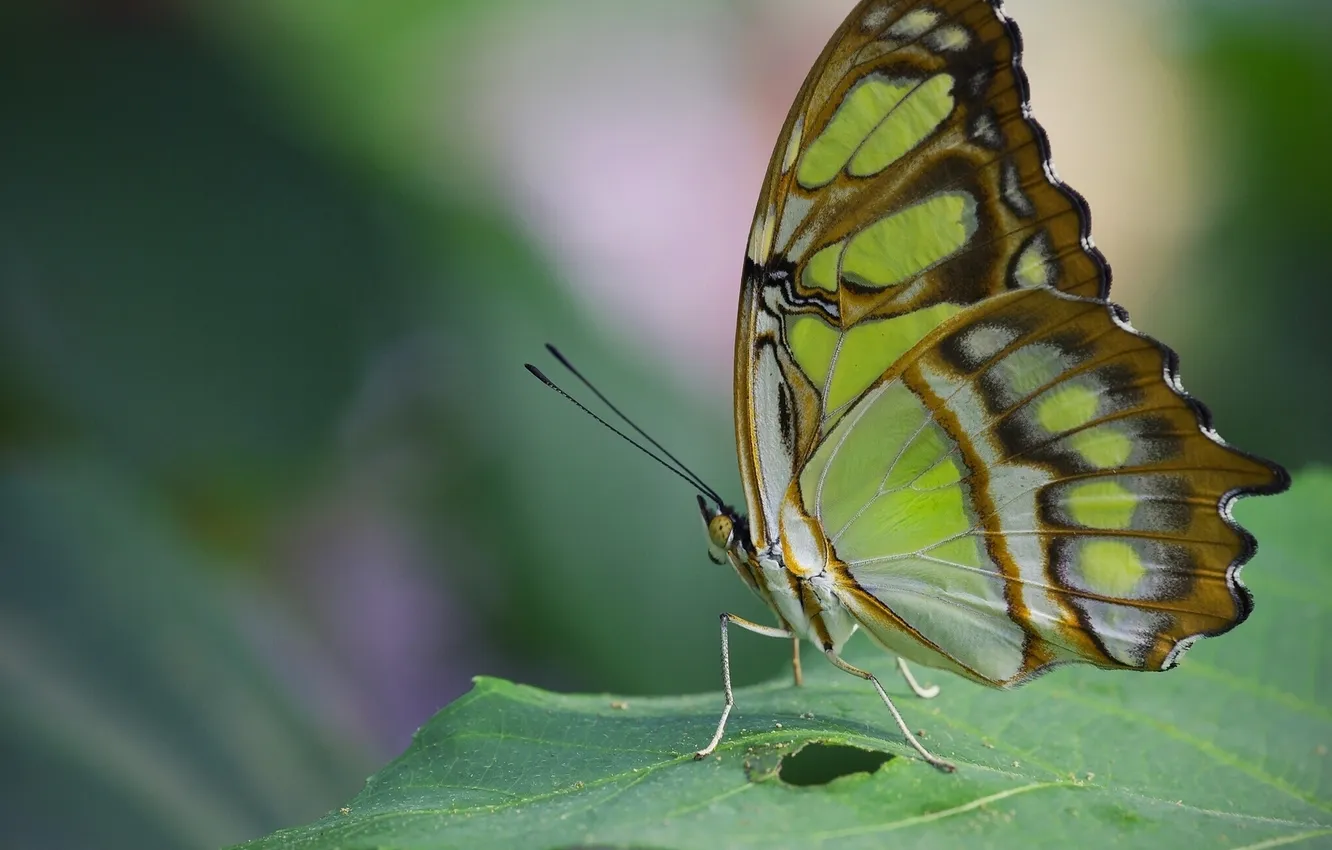 Фото обои макро, лист, Малахитовая бабочка