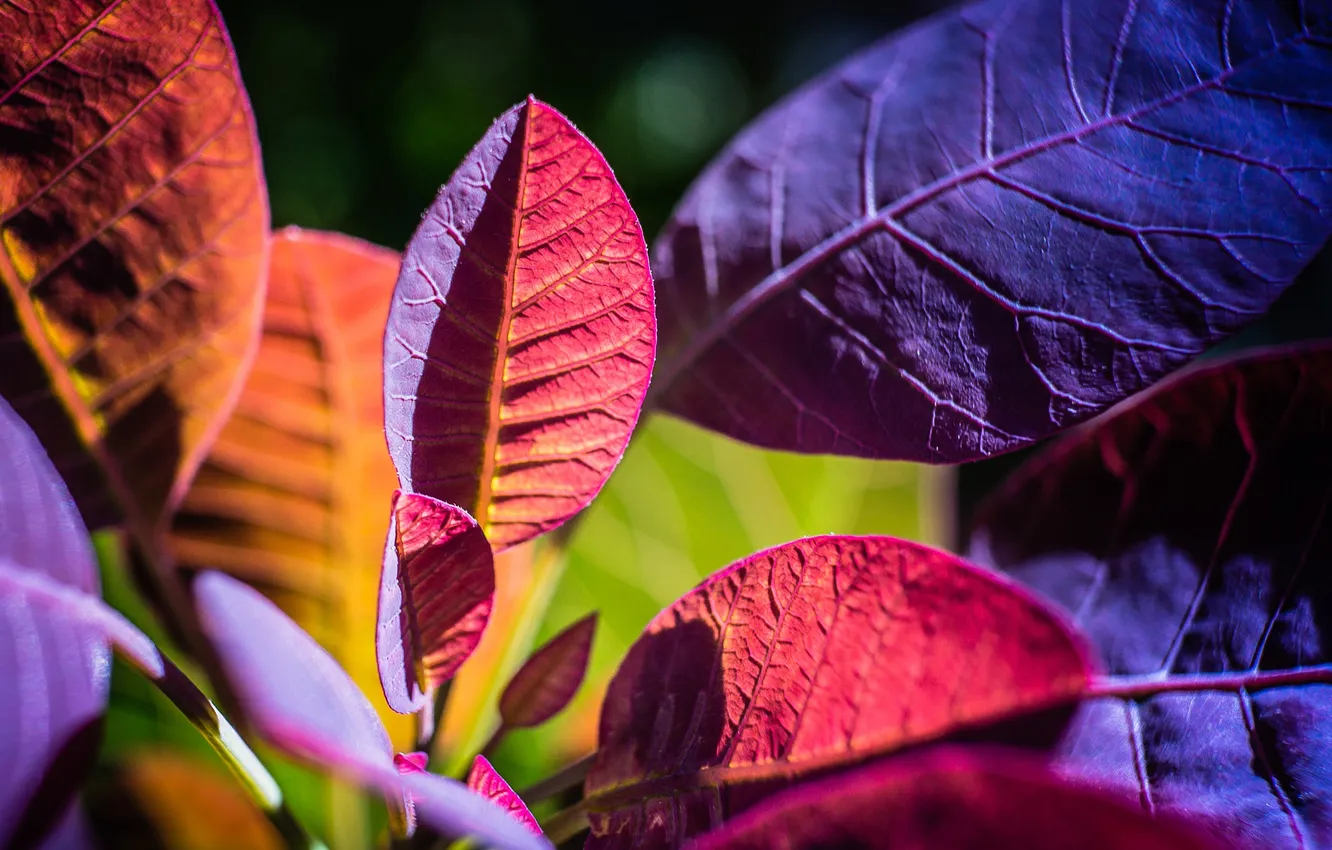Фото обои осень, листья, макро, растение, цвет