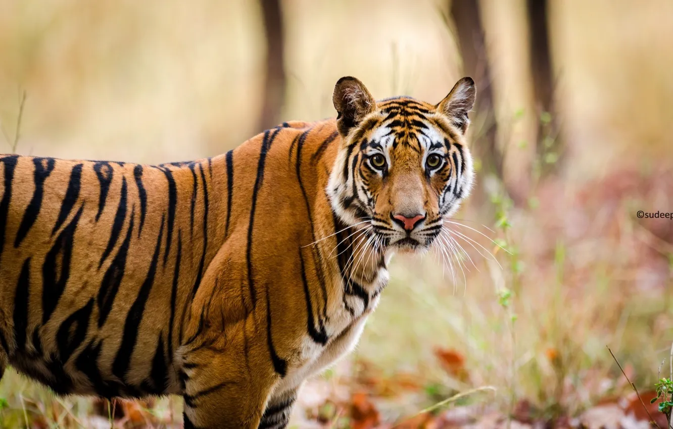 Фото обои морда, полоски, хищник, дикая кошка, бенгальский тигр