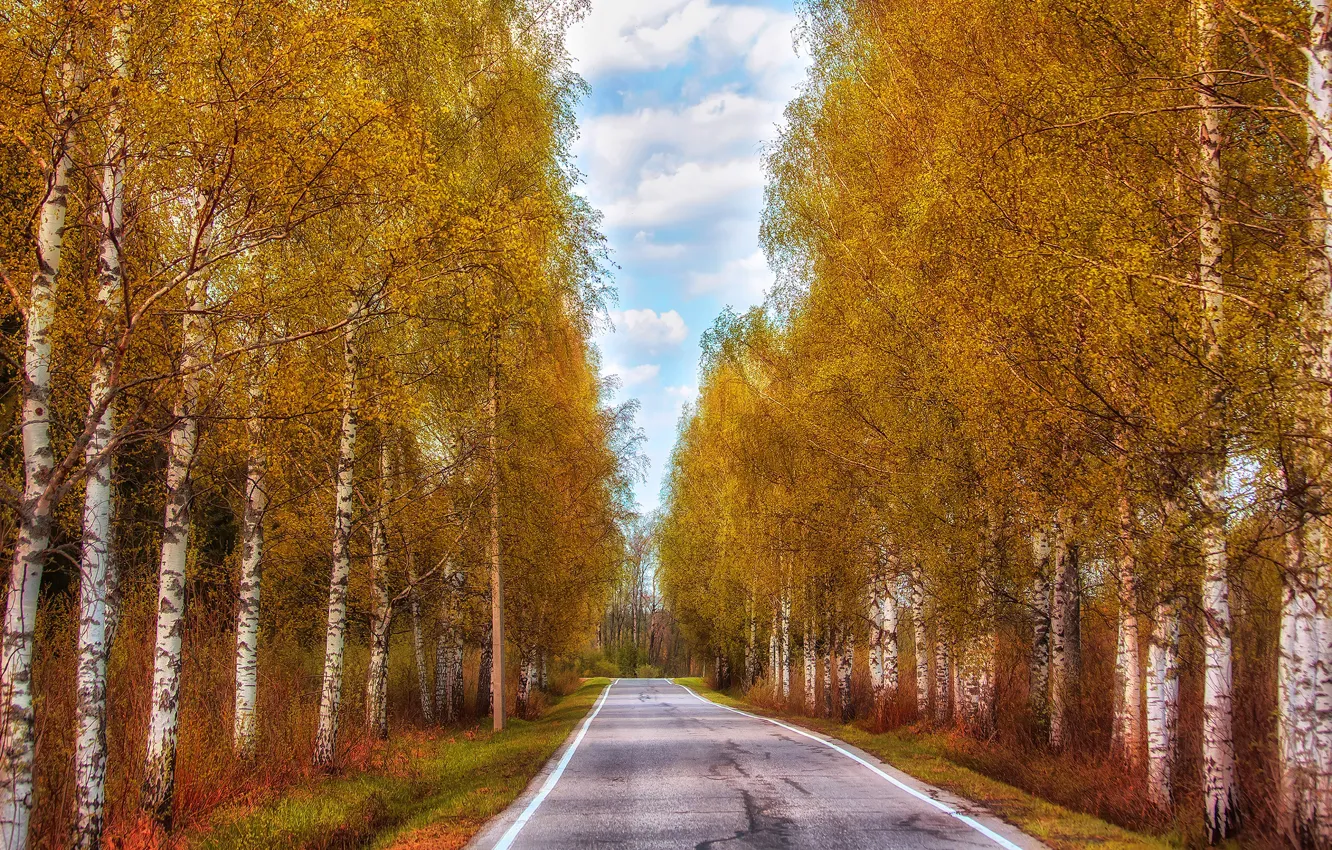 Фото обои дорога, осень, лес, деревья, путь, шоссе, березы, золотая осень
