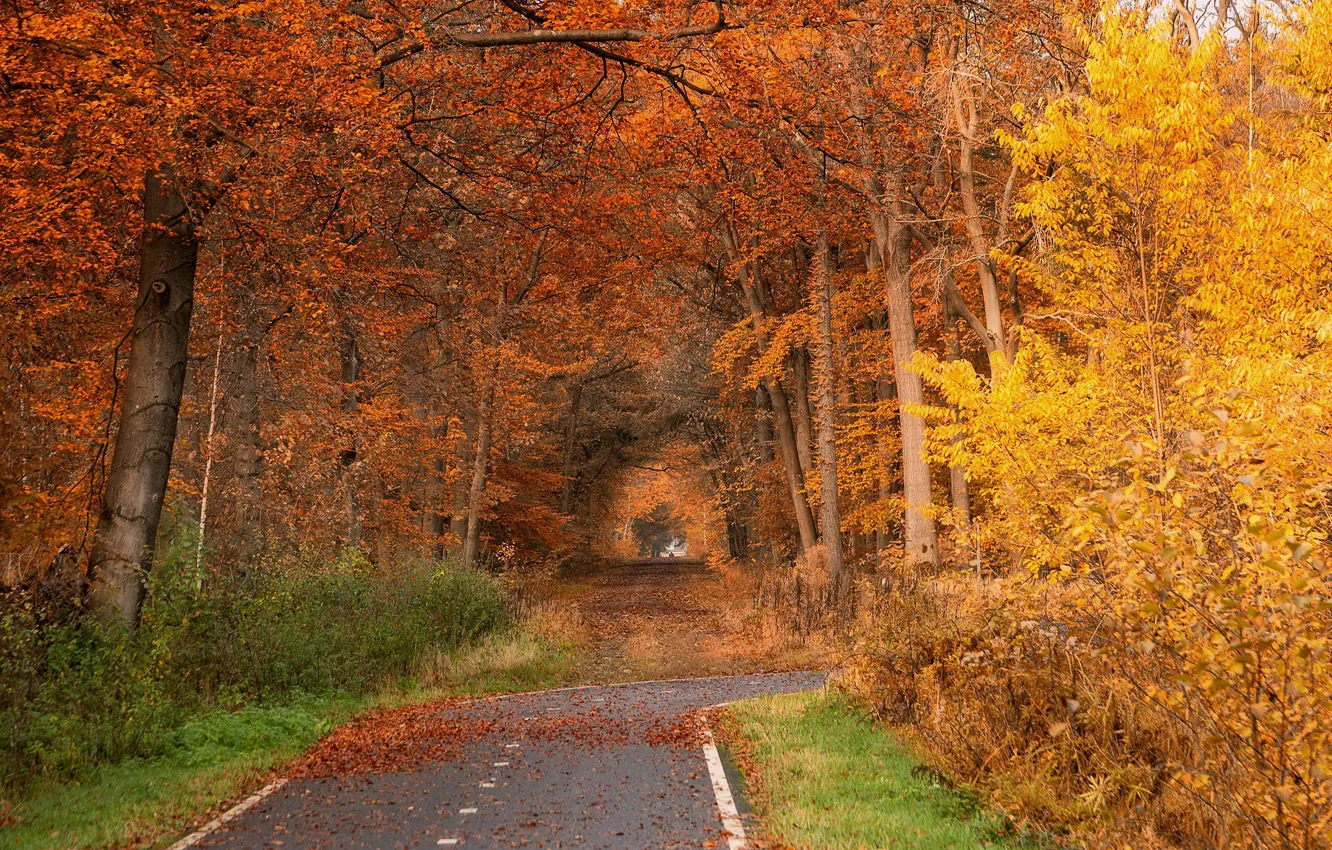 Фото обои дорога, осень, парк