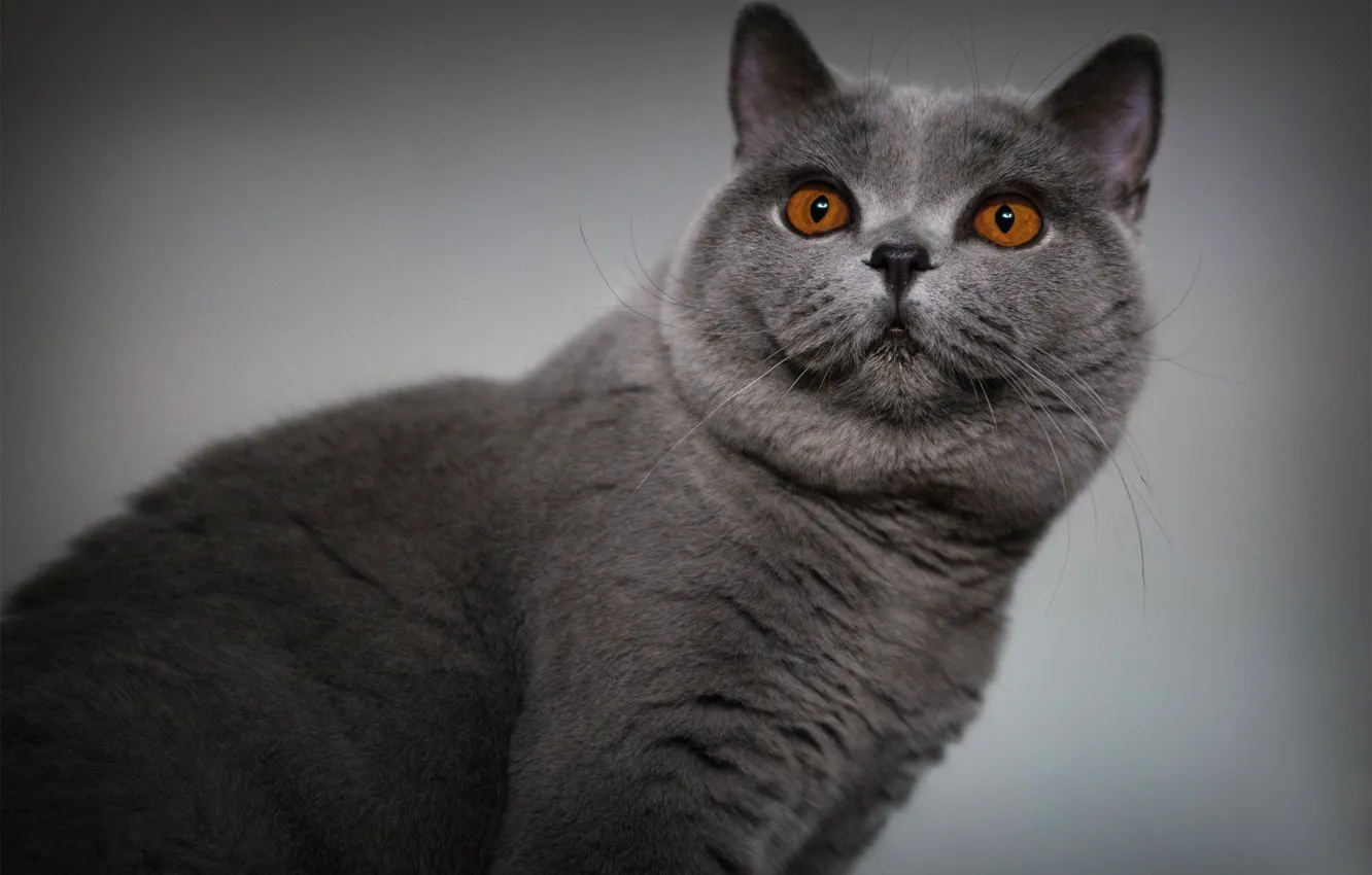 Фото обои кошка, кот, взгляд, поза, мордашка