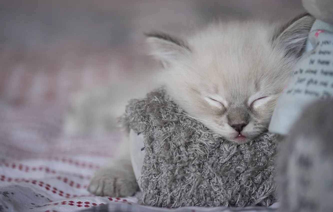 Фото обои кошка, взгляд, поза, котенок, серый, игрушка, лапа, сон
