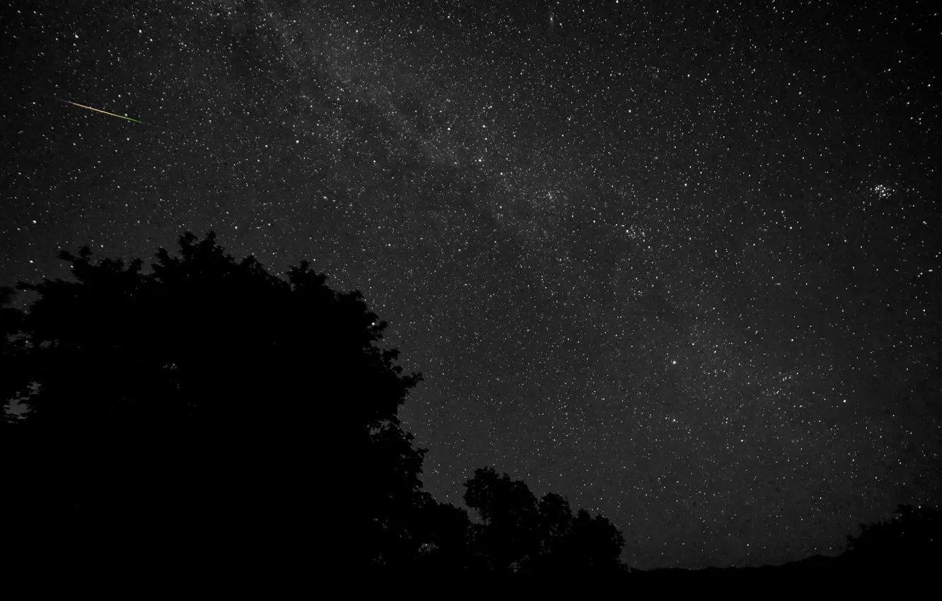 Фото обои космос, звезды, деревья, ночь, силуэт
