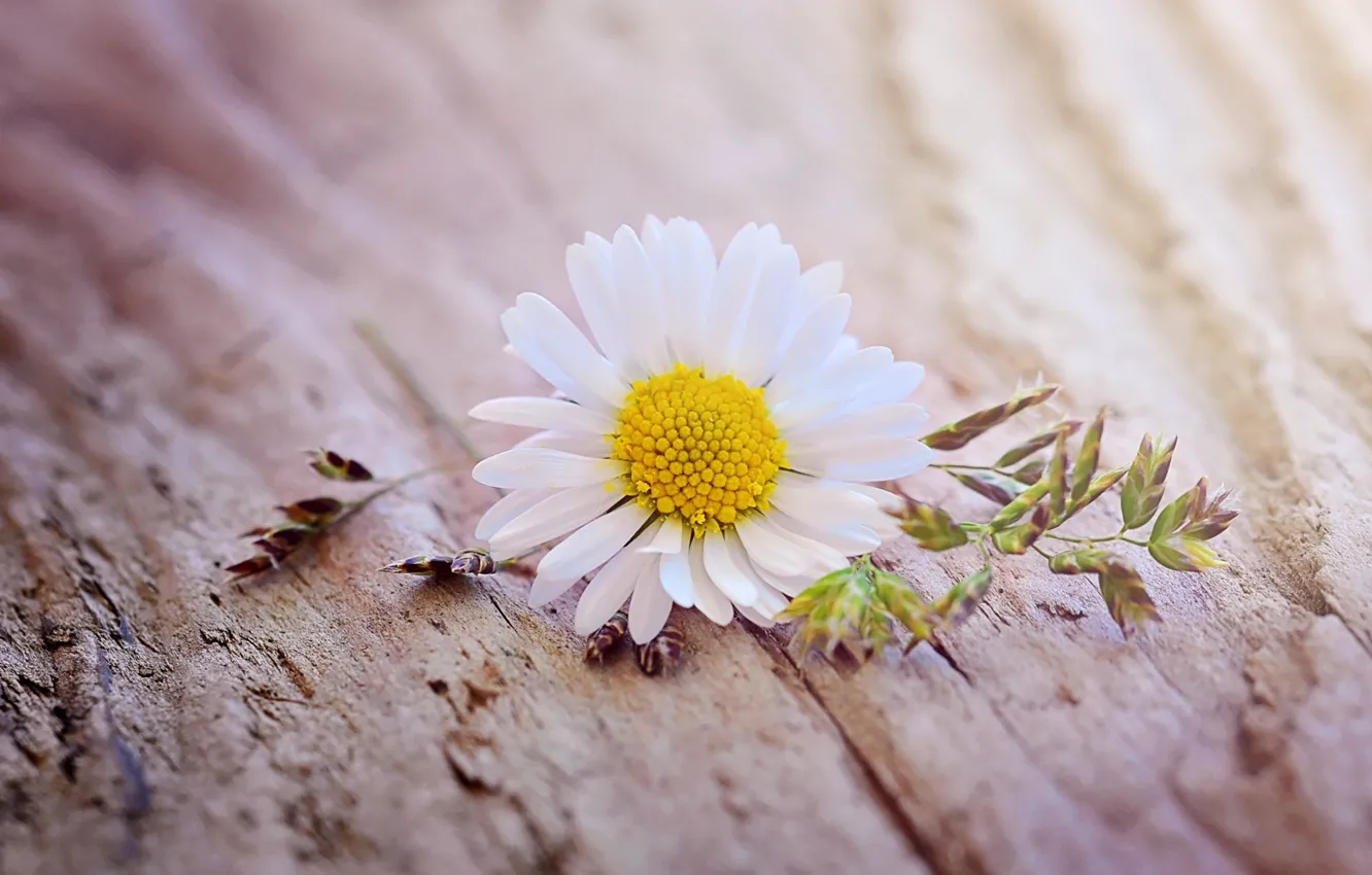 Фото обои цветок, макро, ромашка, flower, yellow, wood, blossom, daisy