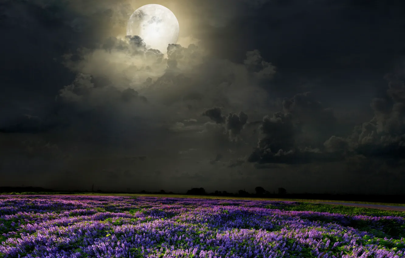 Фото обои поле, цветы, ночь, луна, лаванда