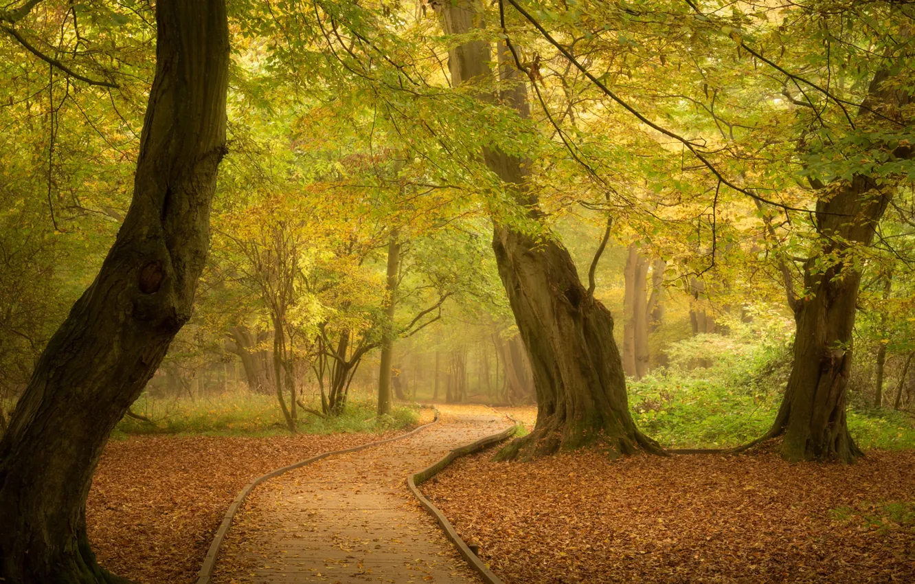 Фото обои осень, лес, деревья, парк, Англия, дорожка, тропинка