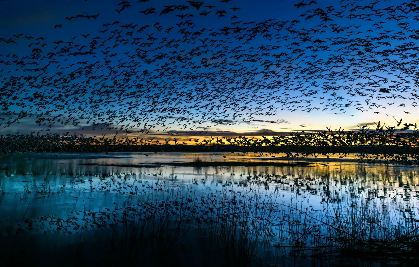 Фото обои птицы, природа, озеро