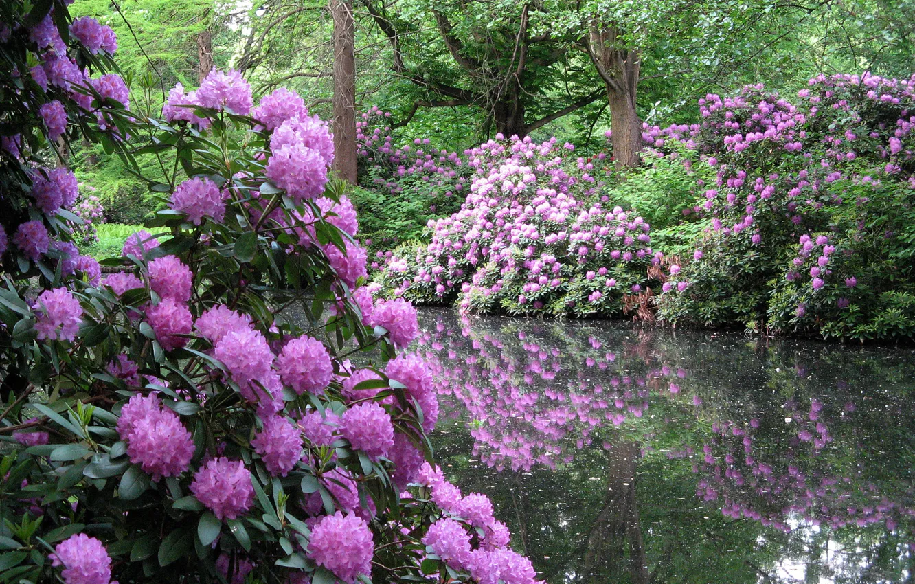 Фото обои деревья, цветы, природа, пруд, парк, кустарник