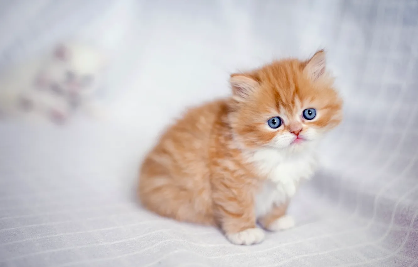Фото обои малыш, рыжий, котёнок, рыжий котёнок, персидская кошка