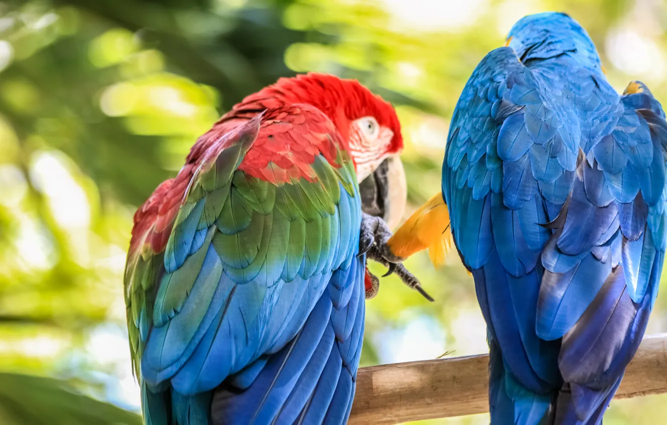 Фото обои лето, солнце, Лето, пара, Попугай, bird, Summer, Карибы