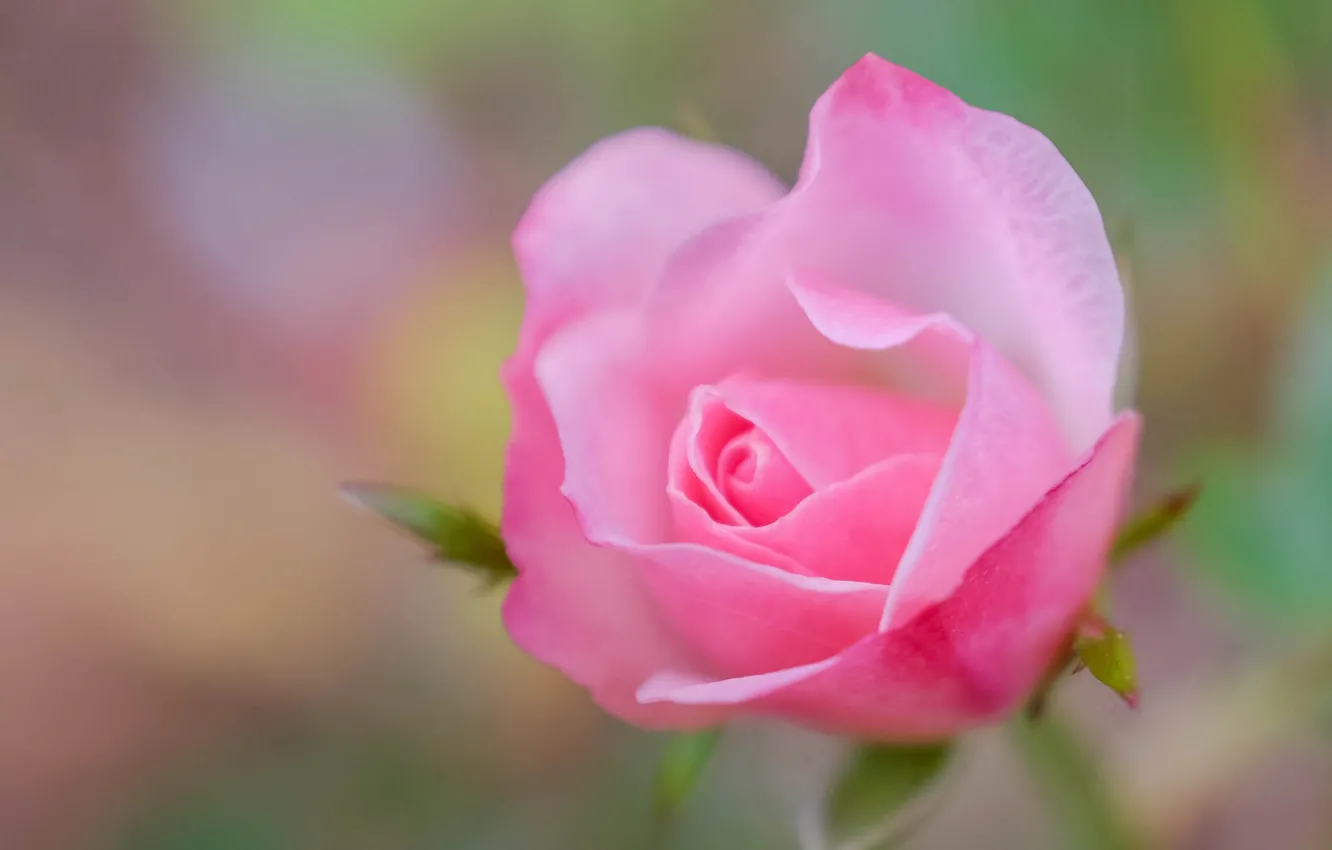 Фото обои макро, розовый, роза