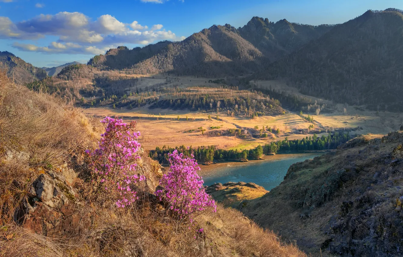 Фото обои пейзаж, горы, природа, река, весна, Катунь, Алтай, Владимир Рябков