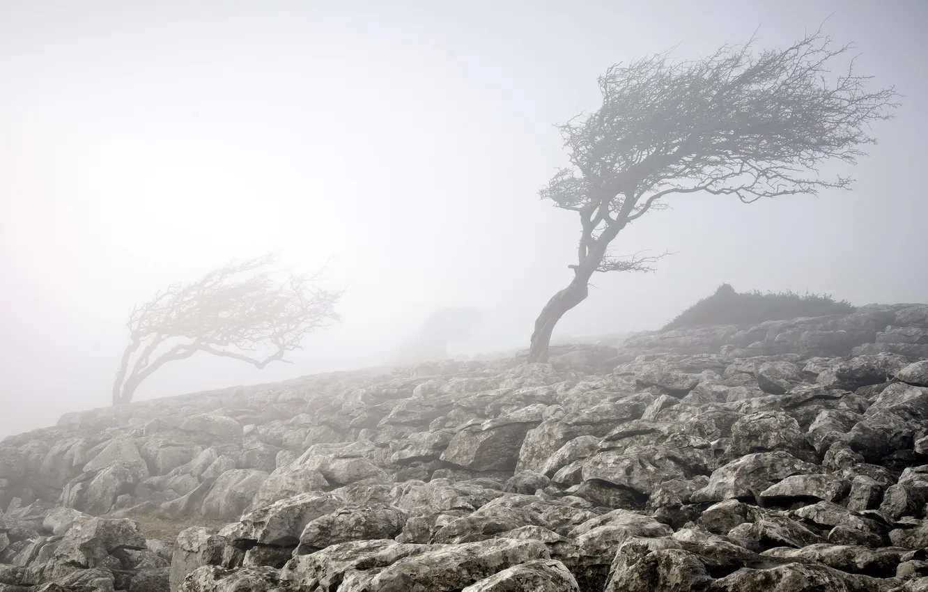 Фото обои природа, туман, камни, дерево