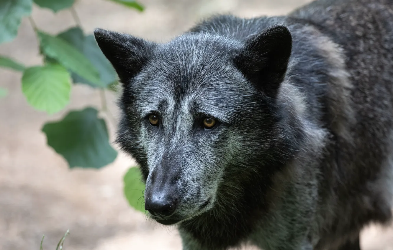 Фото обои nature, predator, animal, wolf, wildlife, black wolf, portrait., Canis lupus. face • wolf • portrait …