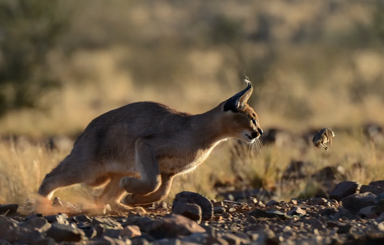 Фото обои хищник, охотник, добыча, каракал, степная рысь, Caracal