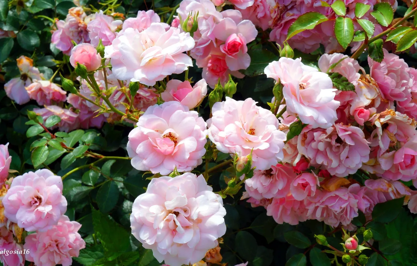 Фото обои rose, flower, garden, blooming